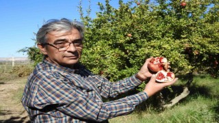 Gaziantepte çiftçiler nar hasadına hazırlanıyor