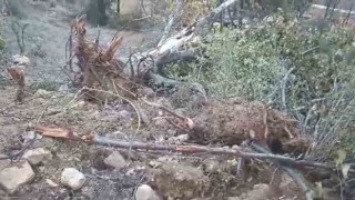 Giresunun Çamoluk ilçesinde sökülen yarım asırlık ceviz ağaçları tepkiye neden oldu