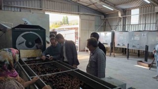 Gölpazarında cevizler kurutmaya bırakıldı
