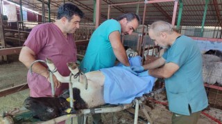 Güçlü Afrika koyunundan alınan embriyolar, yerli taşıyıcı anne koyunlara transfer edildi