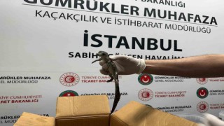 Gümrük Muhafaza ekipleri canlı hayvan kaçakçılığına engel oldu