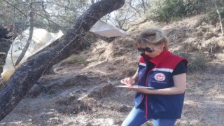 Hasat öncesi zeytin bahçeleri kontrol edildi