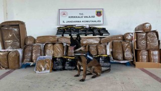 Hassas burun Alkış kargo aracında 710 kilogram kaçak tütün buldu