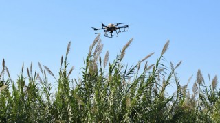 Hatay Büyükşehir Belediyesi, Drone İle İlaçlama Yapıyor