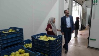 Hayriye teyze Gürsu armudu ile girişimci oldu