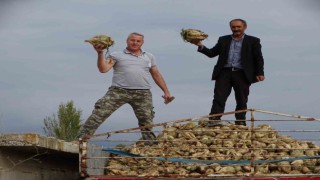 Hisarcıkta şeker pancarı üretiminde artış