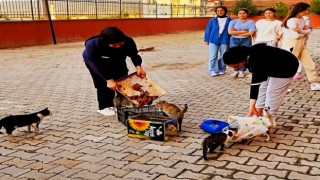 Hisarcıkta yurt öğrencileri artan yemeklerle kedileri besledi