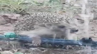 Hortumdan kana kana su içen kirpinin sevimli halleri gülümsetti