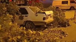 İki asırlık ağacın dalı rüzgarın etkisiyle aracın üzerine devrildi