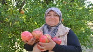 İnhisarın ünlü Deve dişi narında bu yıl verim yüksek