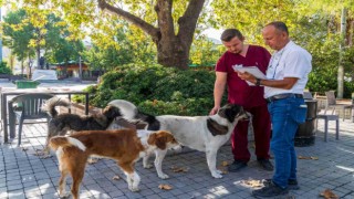 İzmirde sahipsiz köpeklerin sayımı başladı