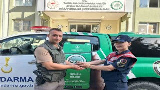 Jandarmanın bulduğu yaralı kumru tedaviye alındı