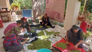 Kadınlar salamuralık zeytin yapmak için iş başında