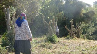 Kadınlara karşı soyunup tartışan kişi zeytin ağaçlarını kesti iddiası