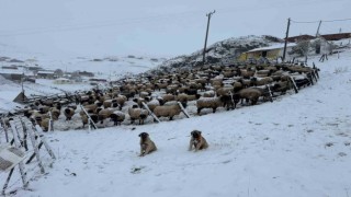 Kadırga Yaylasına kar düştü, yaylacılar dönüşe geçti
