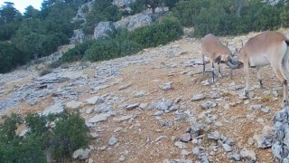 Kafa kafaya vuruşan dağ keçileri fotopakana takıldı
