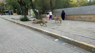 Kağızmanda başıboş köpekler tehlike saçıyor