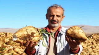 Kahramanmaraşta şeker pancarı hasadı başladı