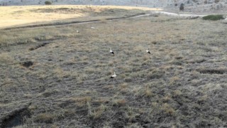 Kahramanmaraşta Söğüt Yaylasının son leylek kafilesi göç yolculuğuna başladı