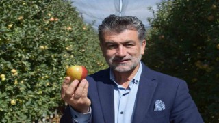 Karamanda sarı kırmızı elma görenleri şaşırtıyor