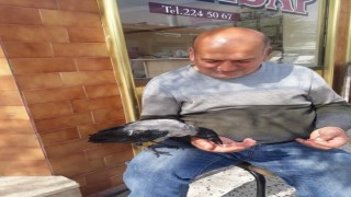 Karga ile kasabın dostluğu