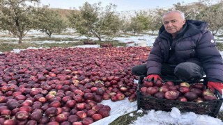 Karlı dağlarda zorlu elma hasadı