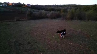 Kayıp hayvanlar dron ile bulundu