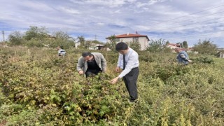 Kaymakam Kahraman, ahududu ve aronya tarlalarında inceleme yaptı