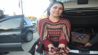 Kaz Dağlarında kestane sezonu başladı