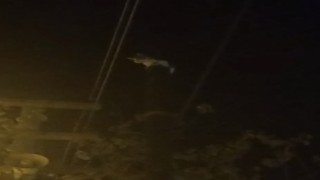 Kedi, telefon direğinde mahsur kaldı