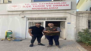 Kerkenez ve peçeli baykuş tedavi altına alındı