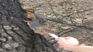Kesilen ağaçta bulunan yavru sincapları şırınga ile beslediler