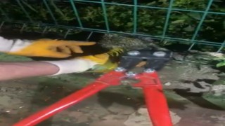 Kirpi tellere sıkıştı, itfaiye devreye girdi