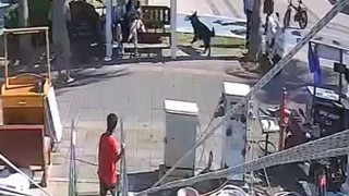 Kurt köpeğinin polislere saldırı anının görüntüleri ortaya çıktı