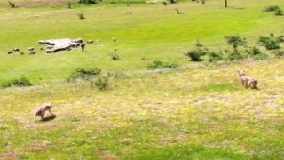 Kurtlar sürüye droneli çoban kurtlara pusu attı