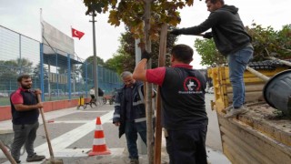 Kuruyan ağaçlar yenilendi
