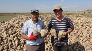 Kütahyada pancar hasadı başladı