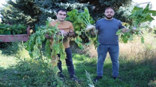 Lokman Hekim, o bitki o kadar faydalı ki tarlasının önünden geçmek bile yeterli diyor!
