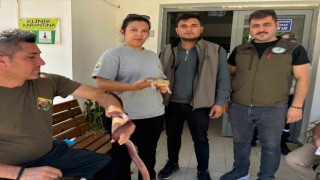 Manisada Mısır yılanı ve sakallı ejder satışı yapan petshopa ceza