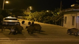 Marmariste yaban domuzları, cadde ve sokakları istila etmeye başladı