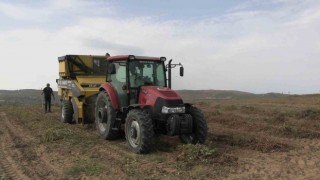 Meriçte coğrafi işaretli yer fıstığında hasat mesaisi başladı