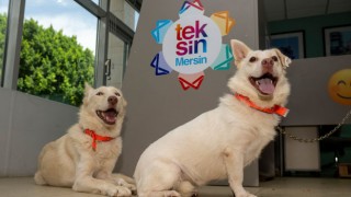 Mersin'de Köpekler Yeni Yuvalarına Kavuşuyor