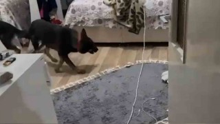 Narkotik köpeği Tepe 3 bin 622 adet uyuşturucu hap buldu