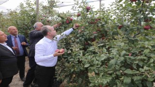 Niğde Ömer Halisdemir Üniversitesinde 200 ton elma hasadı yapıldı