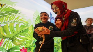 Öğrenciler Avustralya çöllerinde yaşayan sakallı ejderle Konya Tropikal Kelebek Bahçesinde tanışıyor