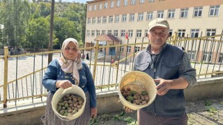 Okul yolunda ceviz ikramı