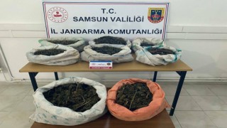 Ormanlık alandaki çadırda 8,5 kilo esrar ele geçirildi