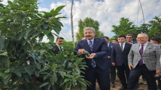Osmaniye Valisi Yılmaz, Sumbas'ta Avokado Üretim Tesisini İnceledi