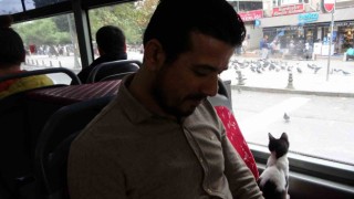 Otobüse binen sevimli kedi camdan güvercinleri izledi, gülümseten anlar kameraya yansıdı