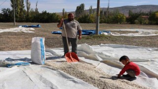 (ÖZEL) Tüccarın fırsatçılığı çiftçiyi mağdur ediyor